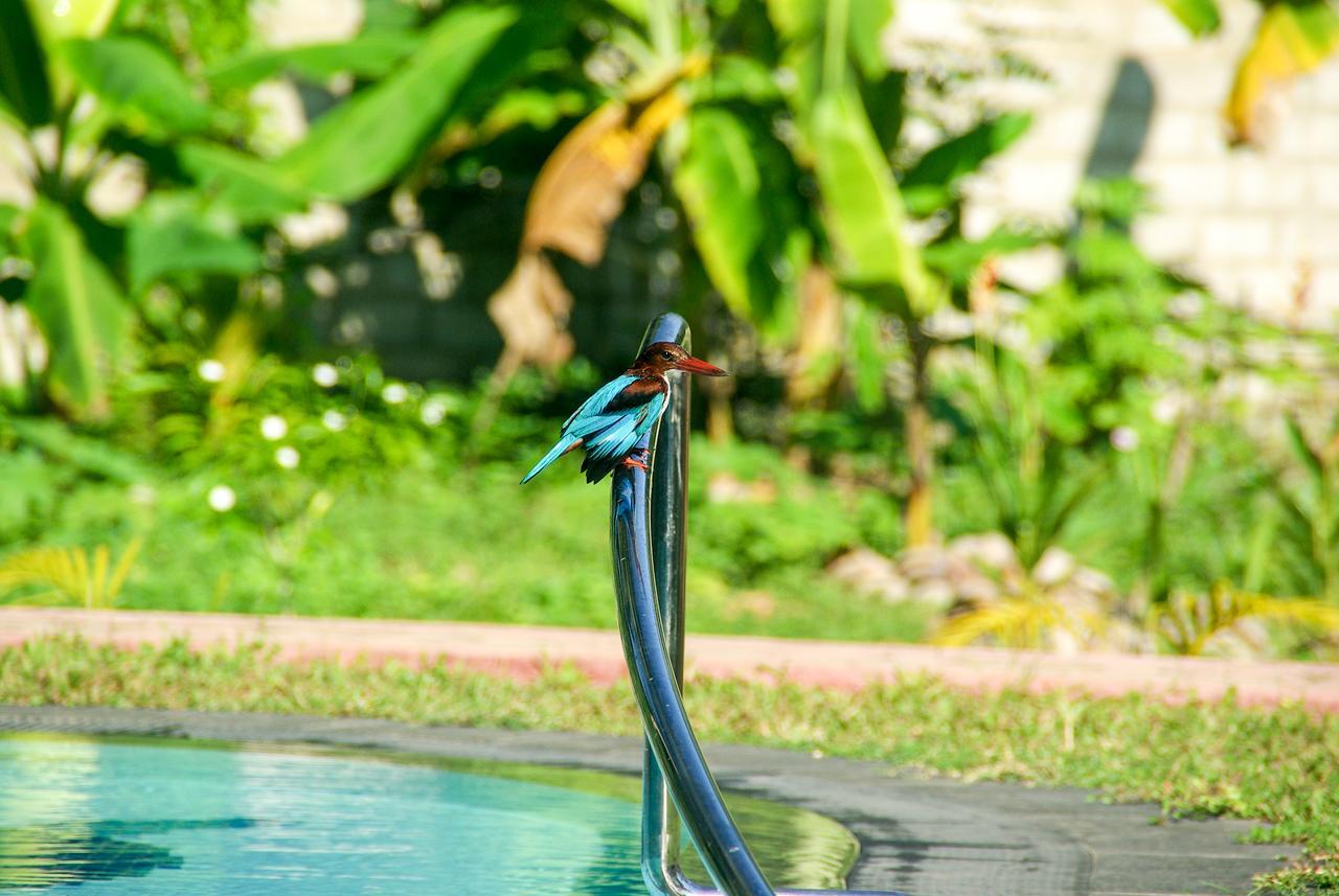 King Coconut Lodge Habaraduwa Central 외부 사진